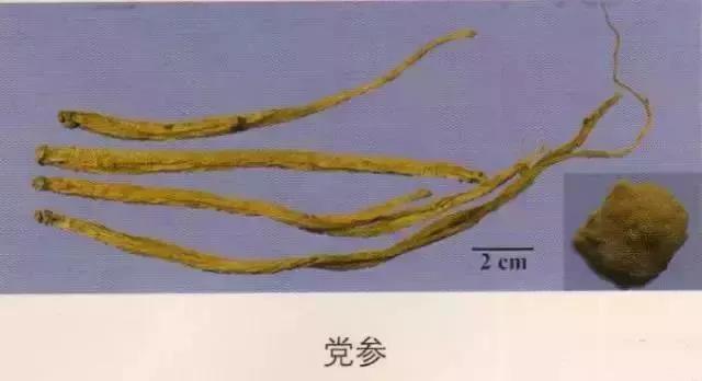 中药材图片大全大图带药名,200多味中药材图谱带图