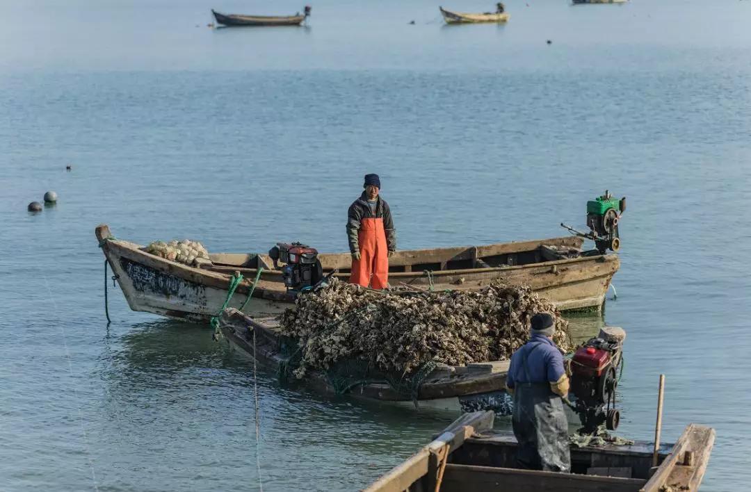 冷水海蛎子,荣成哪里能买到新鲜的乳山牡蛎