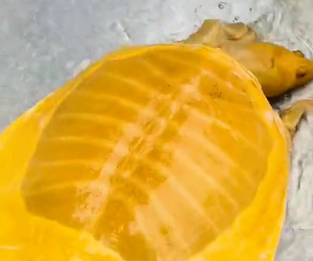 钓鱼人罕见钓到什么鱼,江苏钓鱼人钓上罕见巨虾