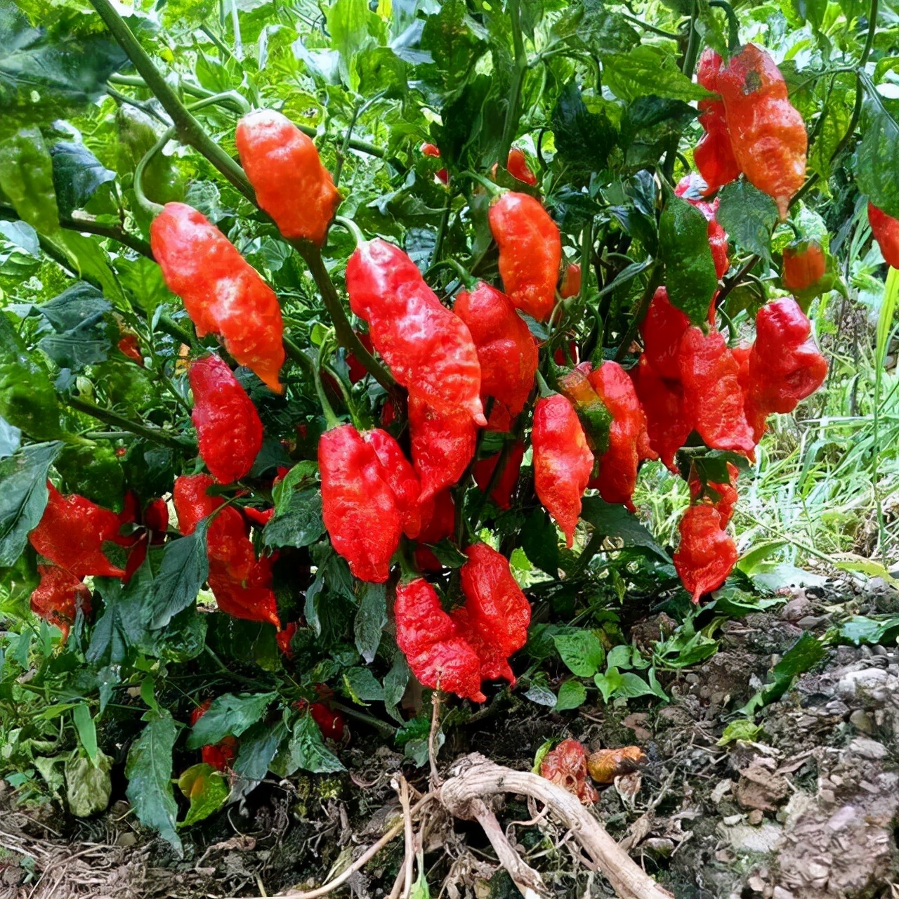 工业辣椒简介,工业辣椒成功不成功