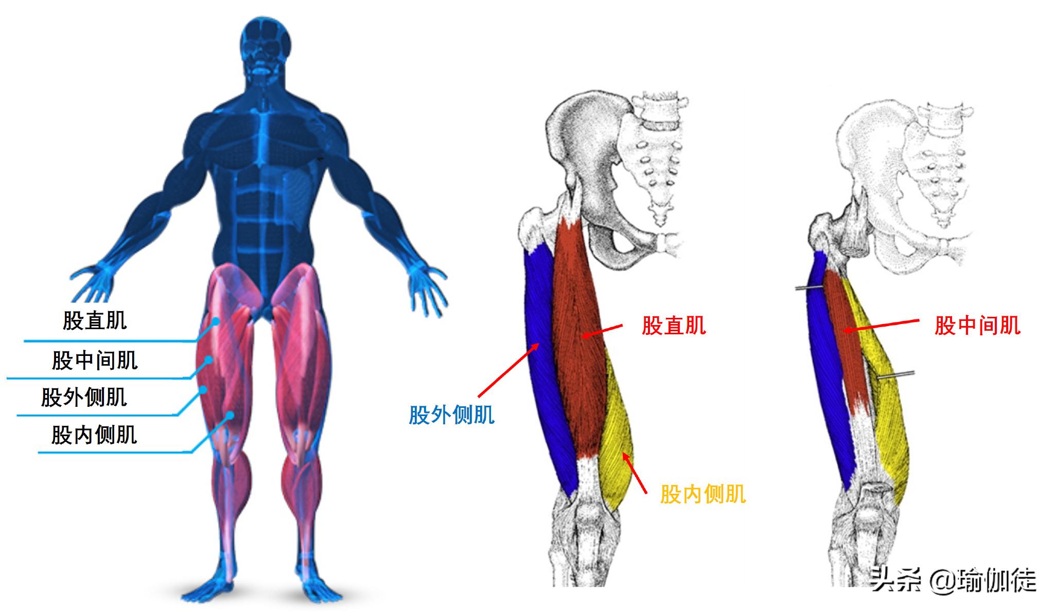 股四头肌瑜伽动作图解,初学瑜伽怎样拉伸全身韧带