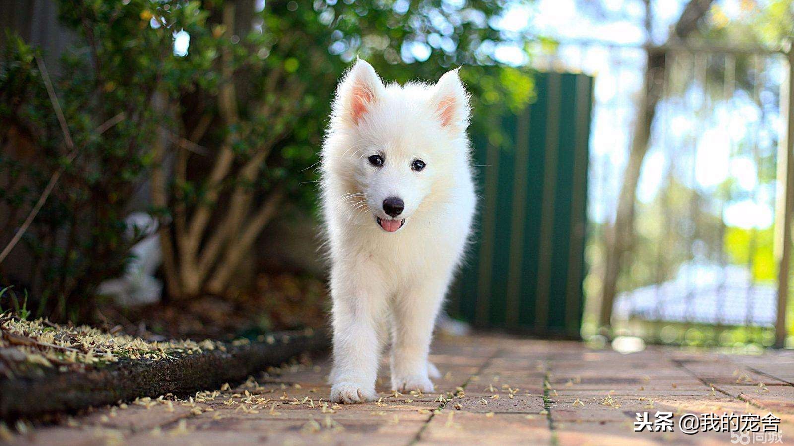 开宠物店怎么运营才能赚钱,养宠物狗开宠物店赚钱吗