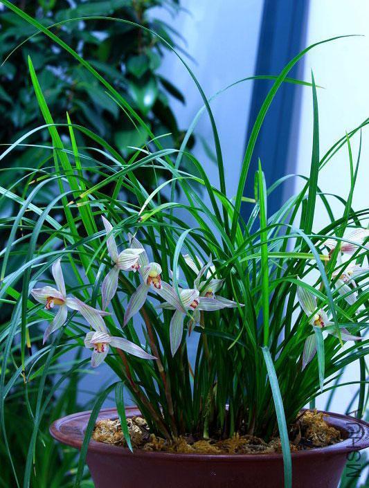 大理云龙县莲瓣兰,莲瓣兰滇西红缘