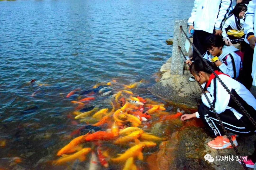 2018年云大附中呈贡高考喜报,云大附中呈贡校区2019高考喜报