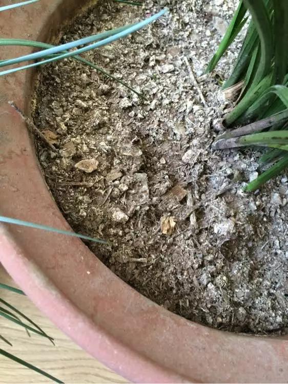 盆栽黄叶烂根什么原因,黄叶烂根怎么补救