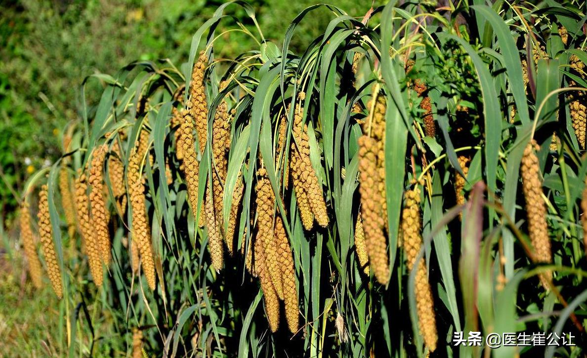 社稷的稷指哪五谷,古代社稷的稷指啥