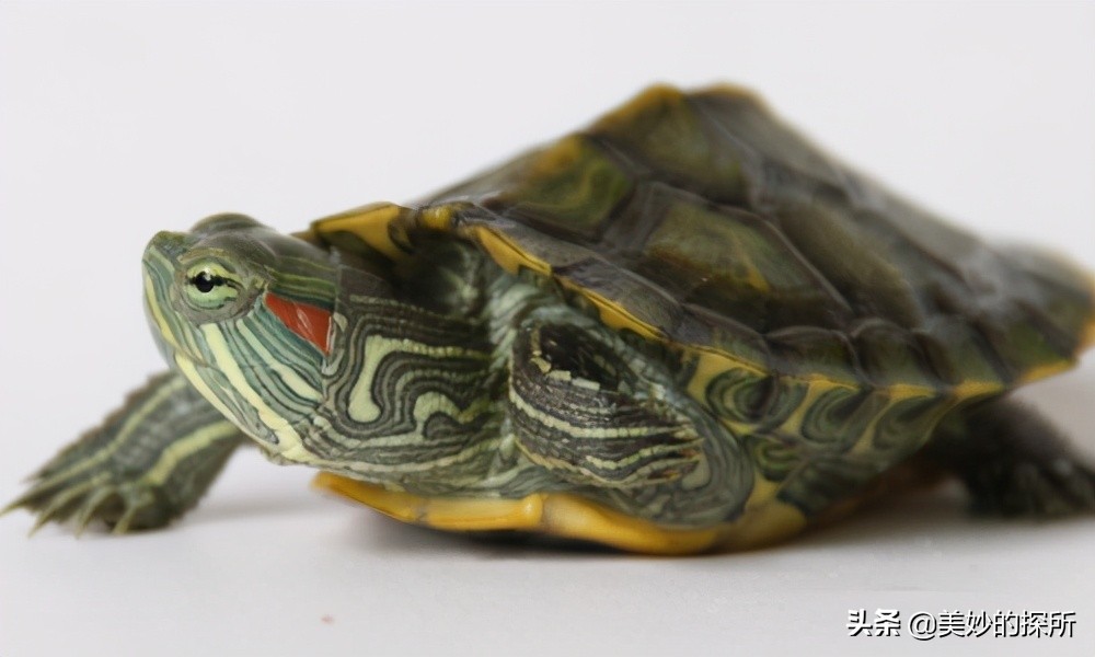 巴西龟泛滥成灾警惕外来生物入侵,巴西龟目前中国还有吗