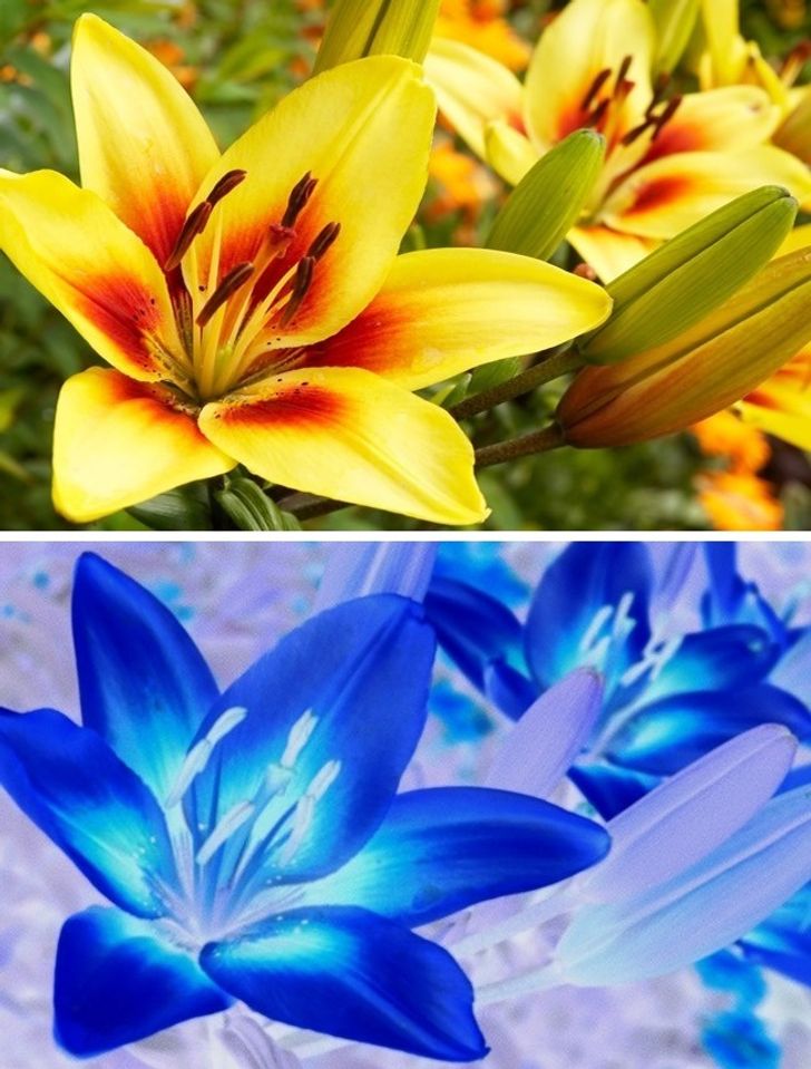 被蜜蜂蜇得乱跑,被蜜蜂蜇了怎么辨别有没有剧毒