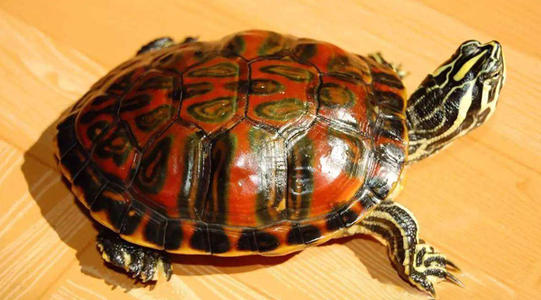 养龟春天注意事项,养龟怎样防止龟病