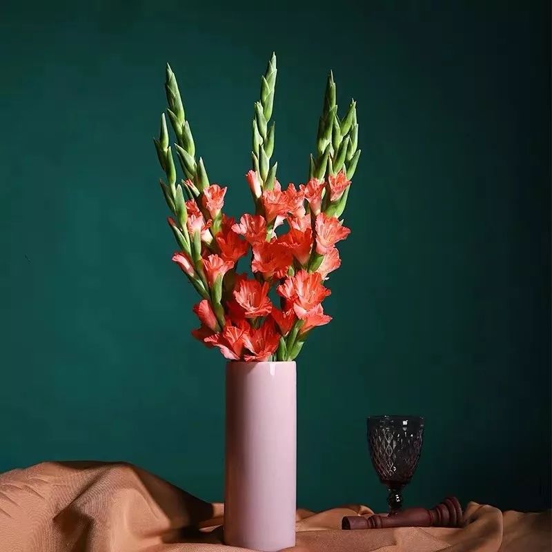 吉祥兰品种大全,六种吉祥兰花