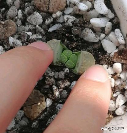 生石花扒皮看什么,生石花皮要扒吗