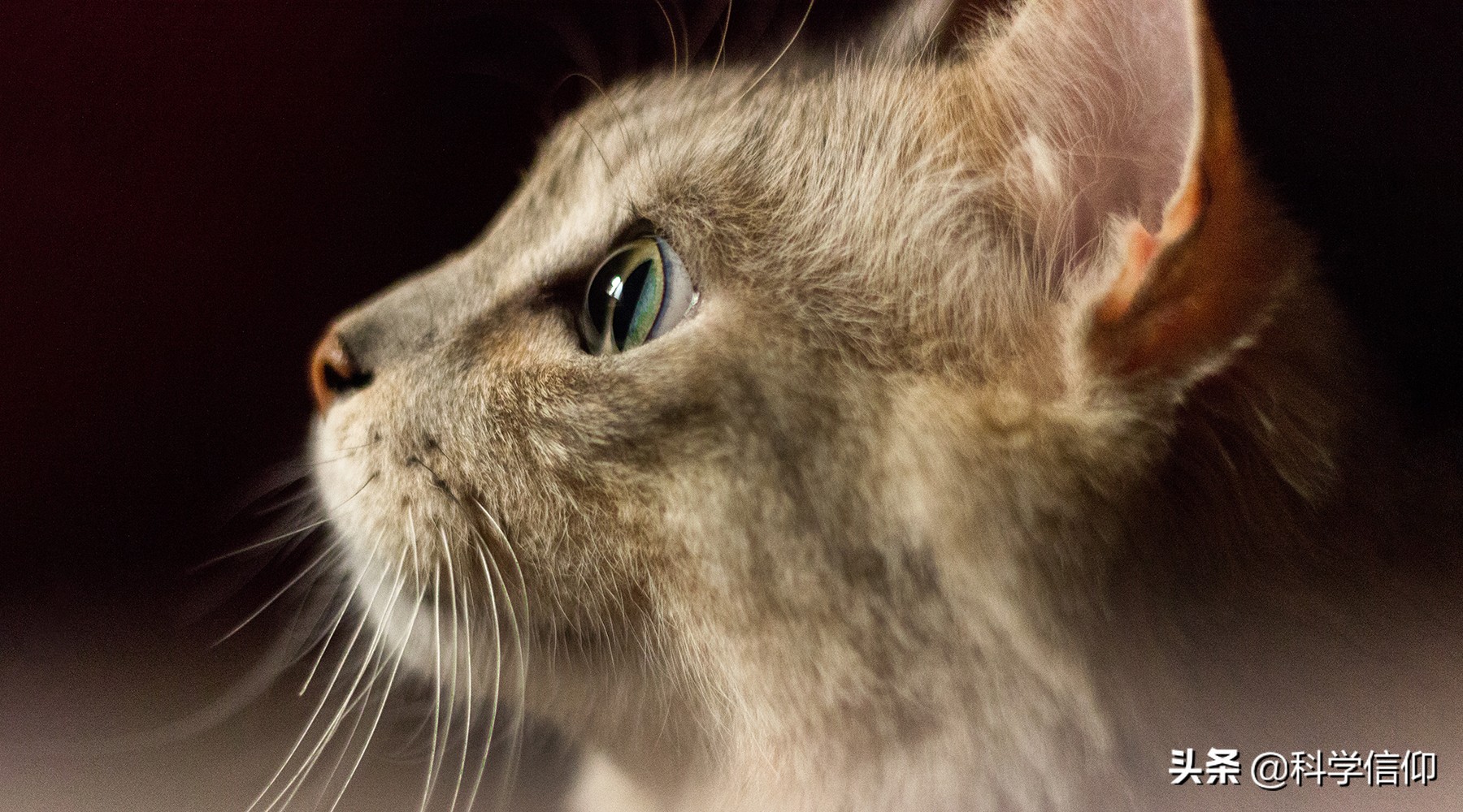 猫为什么爱吃老鼠和鱼它缺什么,猫为什么能吃老鼠不怕病毒