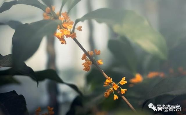 一入秋苏州怎就美成了姑苏,一入秋南京就成了金陵