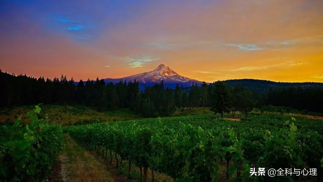神奇的种子法则全集,神奇的种子的主要内容