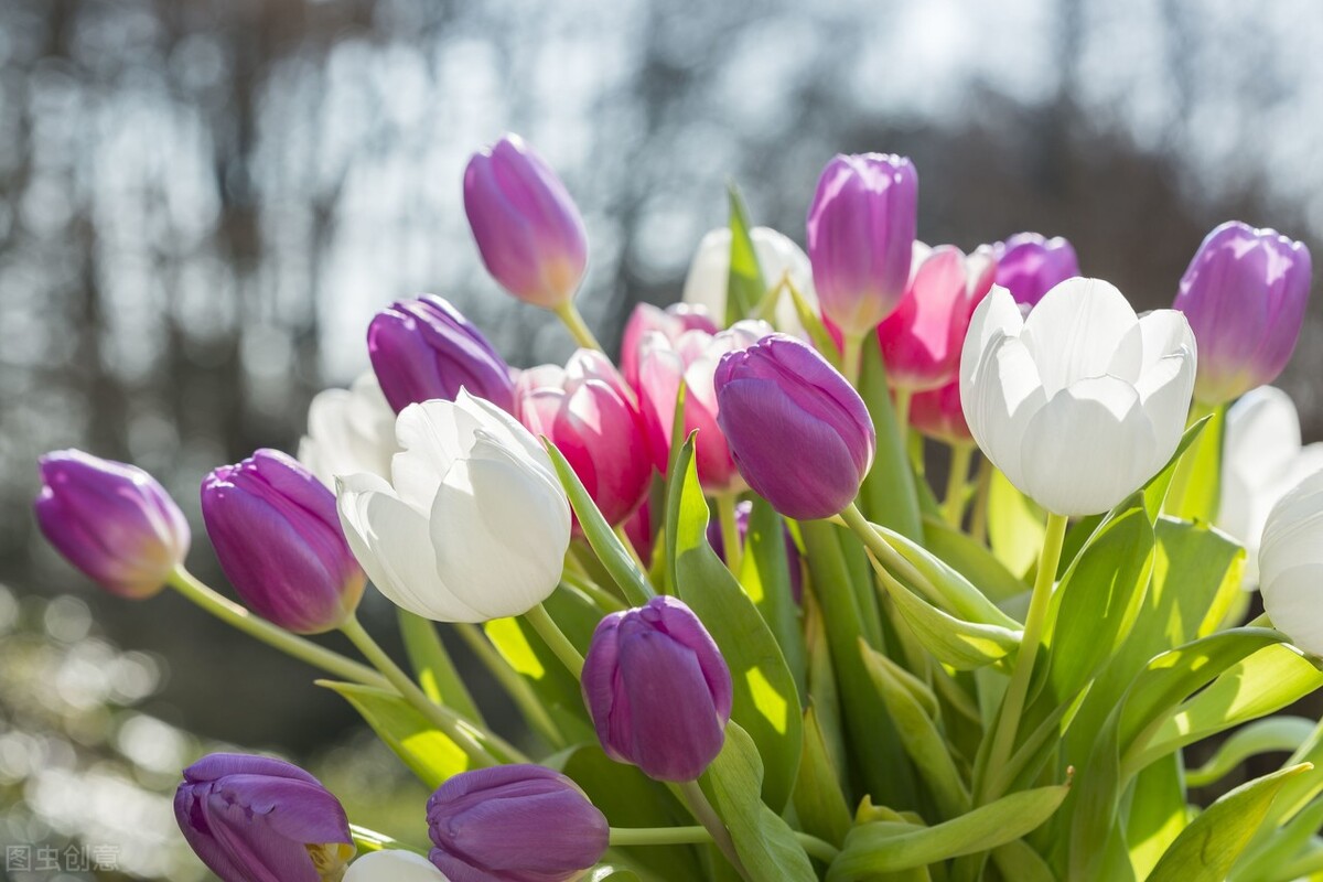 郁金香花语永恒的爱解读,郁金香生日祝福