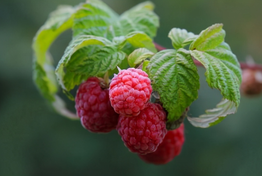 树莓是什么中药,树莓和覆盆子药材区别