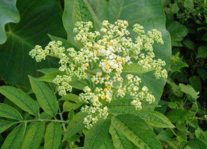 龙骨草风水作用,龙骨草辟邪之花