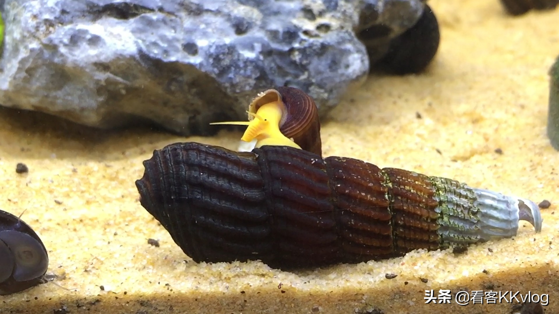 缸壁除藻能力最强的螺排名,哪种螺除藻效果好不乱繁殖