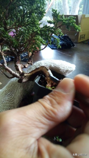 盆景干枯舍利制作,舍利干桩盆景图片