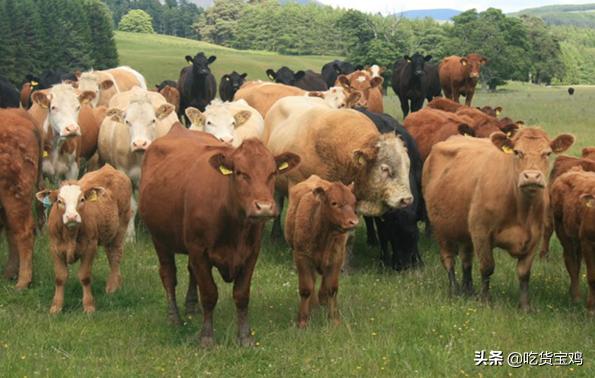老外吃猪,外国人看待中国人吃猪