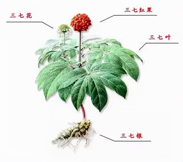 椹崥澹亰鏈崏,椹崥澹鍖诲瑙嗛