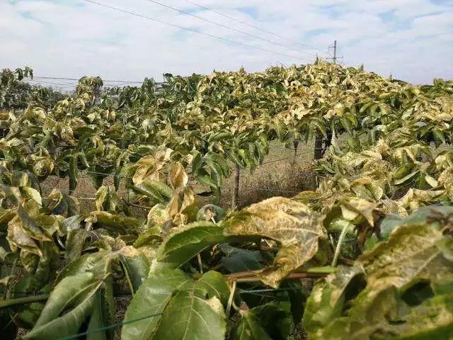 百香果防霜的最好方法,喷防冻液对百香果的生长有影响吗