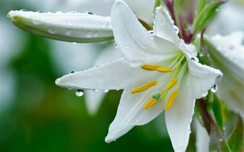百合花花期后怎么养护来年再出芽,百合花怎么养护多长时间能开花