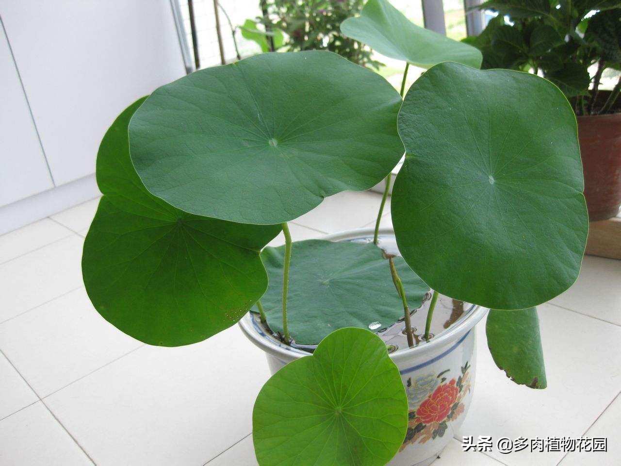 新手种碗莲最简单方法,碗莲怎么种才会开花