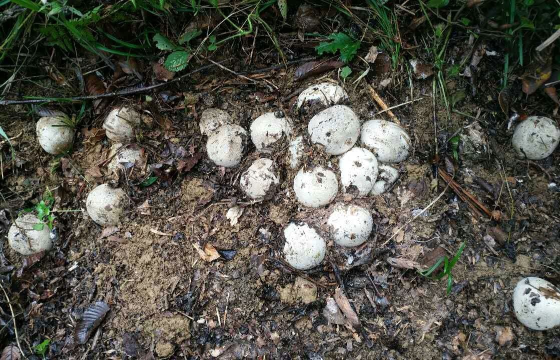 美国居民轻松捕获双头蛇，原因有些搞笑，两个头在争夺身体控制权