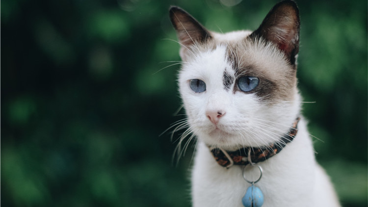 养猫家中异味怎么去除,养猫怎么防止家里有异味