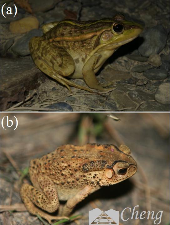 青蛙和癞蛤蟆哪一个更厉害,分不清蟾蜍和青蛙