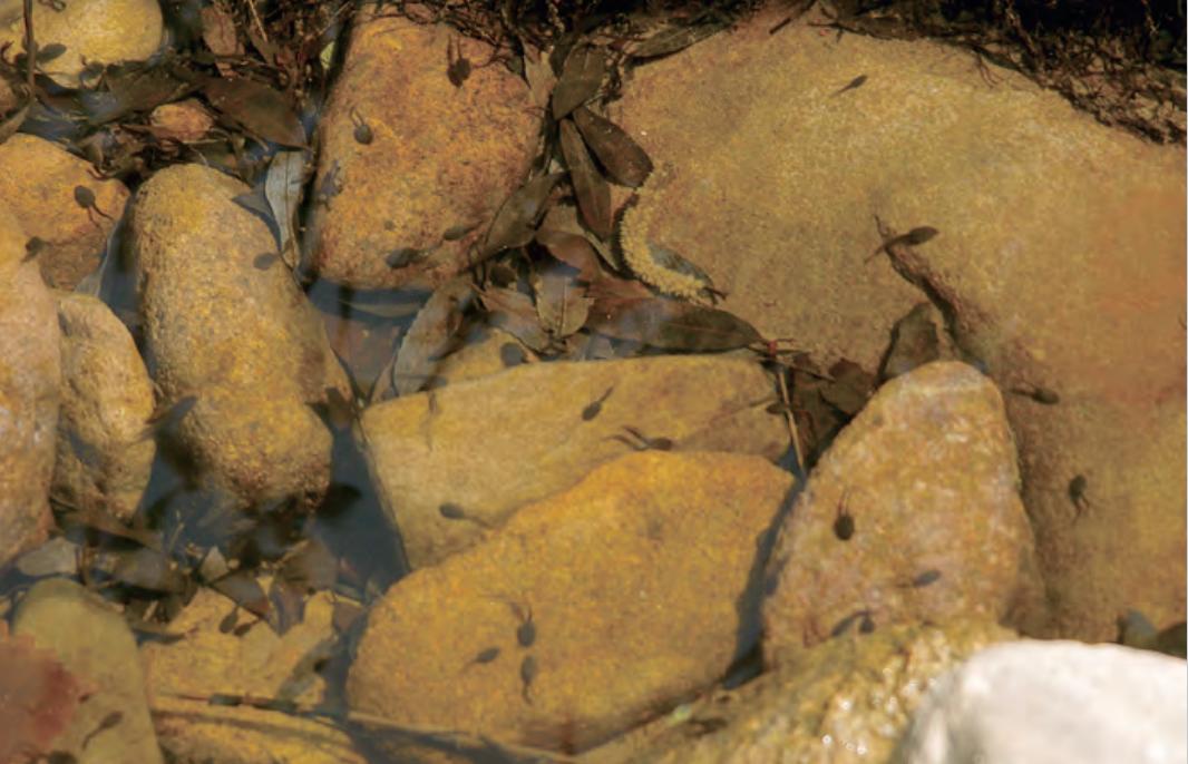 2015年林蛙多少钱一斤,2020年林蛙