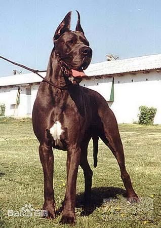 性格温顺的大型犬品种,宠物狗大型犬都有哪些品种