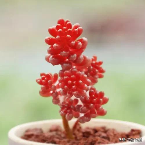 多肉黄花照波拍摄技巧,如何拍出好看的多肉植物