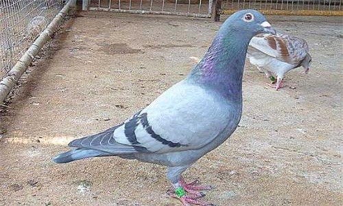 信鸽治疗鸽痘用什么药好得快,小鸽子得了鸽痘应该怎么治疗