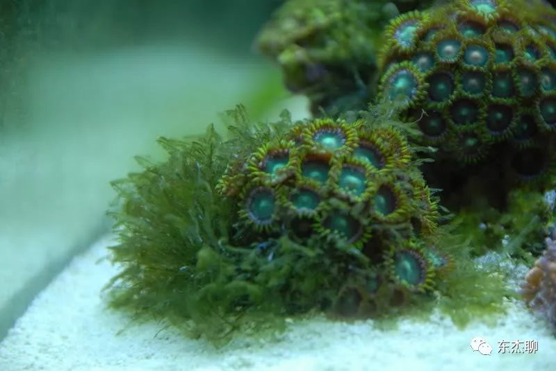 海缸里的绿藻褐藻如何打理,海缸爆藻后怎么除藻