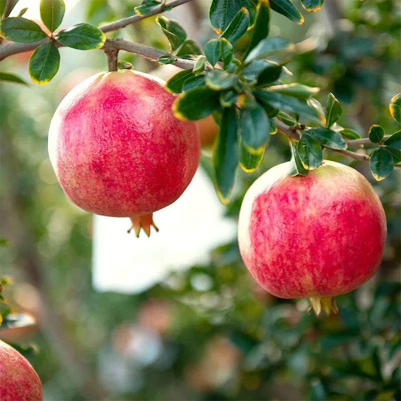 大理宾川软籽石榴园,宾川突尼斯软籽石榴图片