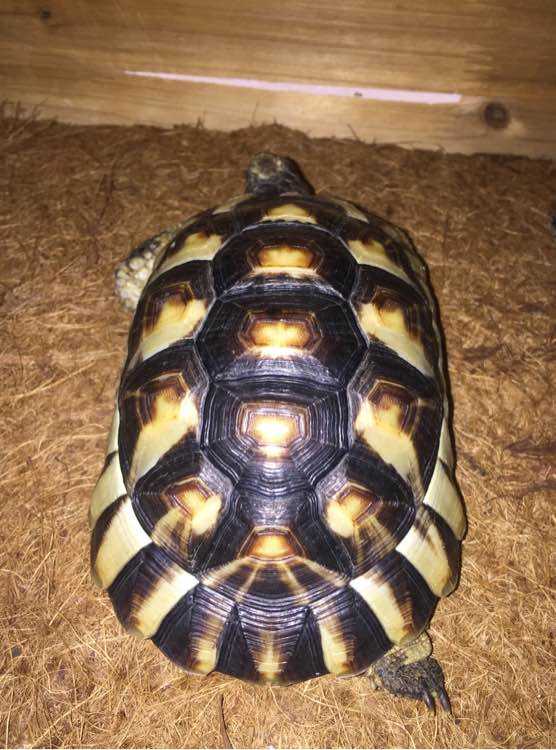 欧洲陆龟排酸吗,欧洲陆龟的图片