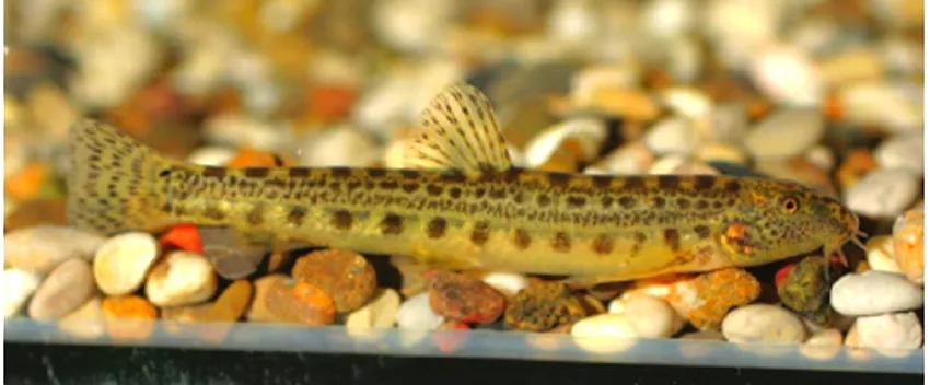 野生泥鳅品种图片大全大图,最大的泥鳅图片大全