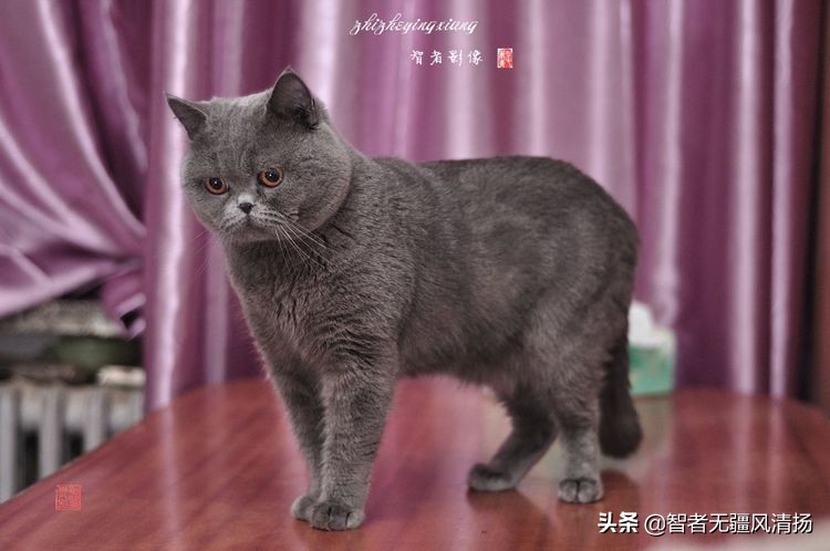 蓝猫是英国短毛猫吗,蓝猫是外国的还是中国的