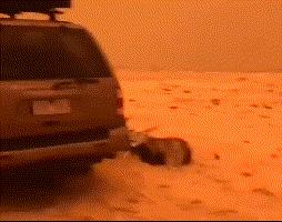 澳大利亚山火导致多少动物死亡,澳洲山火肆虐无数动物被烧死