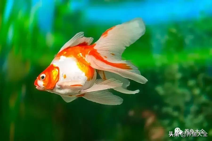 阳台养金鱼会被晒死吗,鱼缸养金鱼为什么总是死