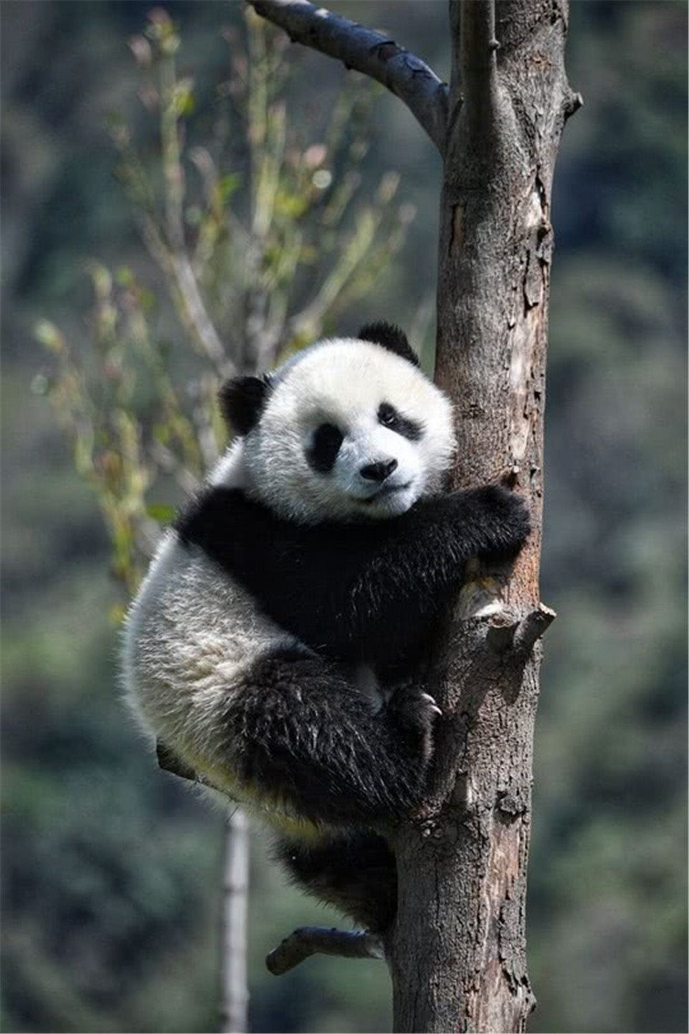 大熊猫吃竹子的历史,大熊猫吃嫩竹还是吃老竹的竹子