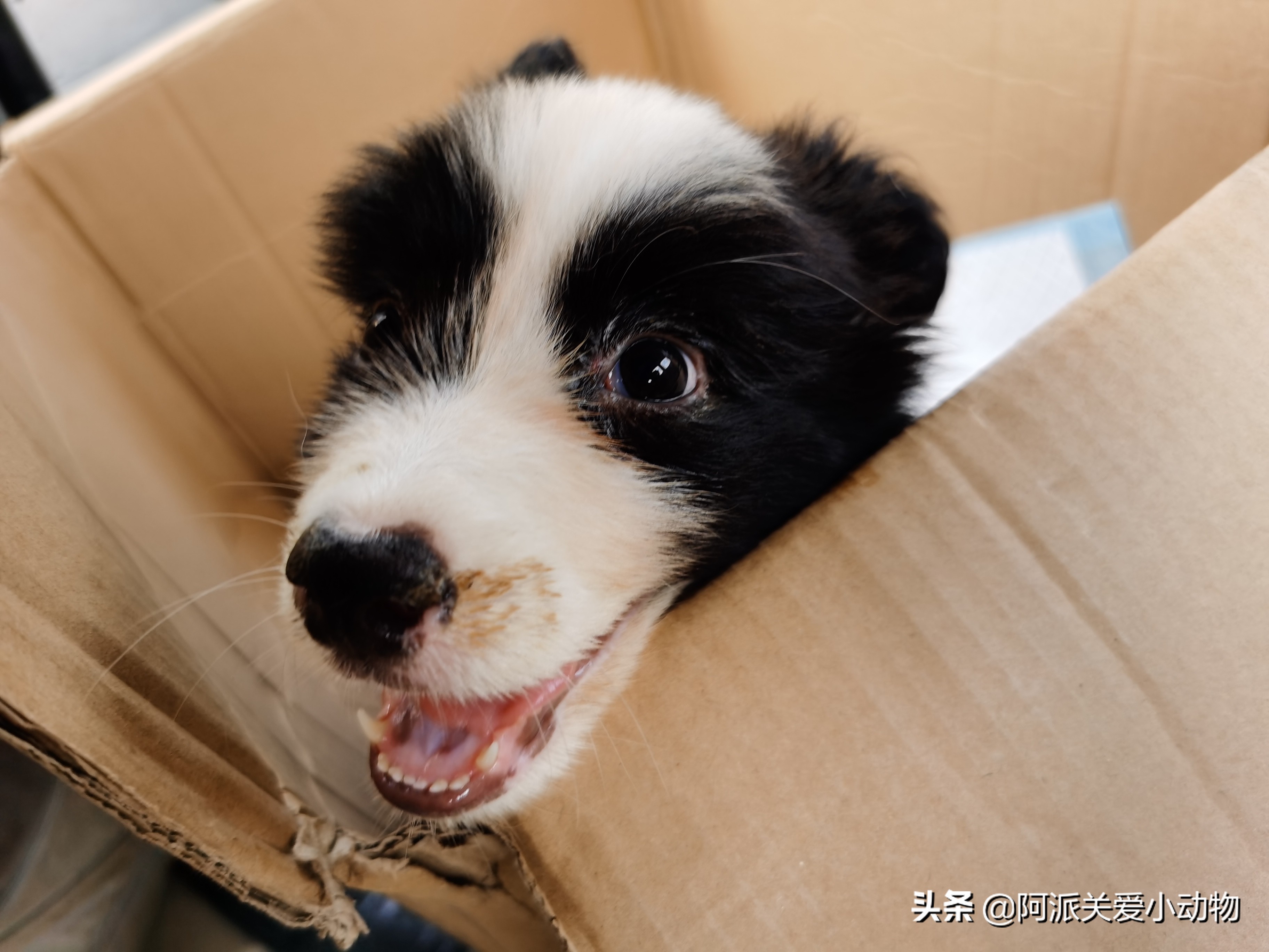 卡布：来自一只三个月大的边境牧羊犬，一封遗留在人间的草稿