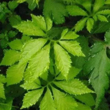 园林耐阴药大全,园林耐阴苗木套种花