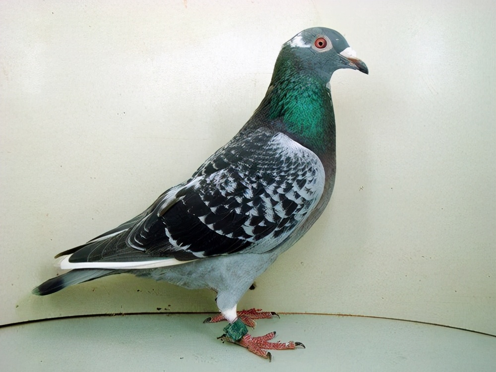 幼鸽下窝如何提高食欲,幼鸽饿了