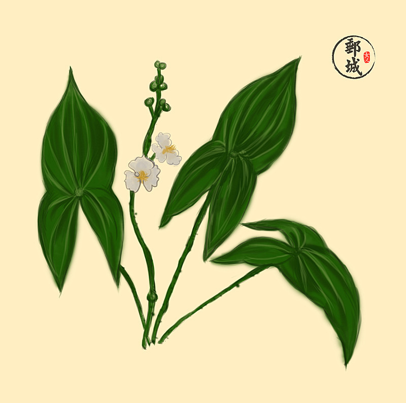 马棚茨菇,高邮大茨菇