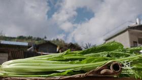 云南苦菜萝卜,苦菜和萝卜缨