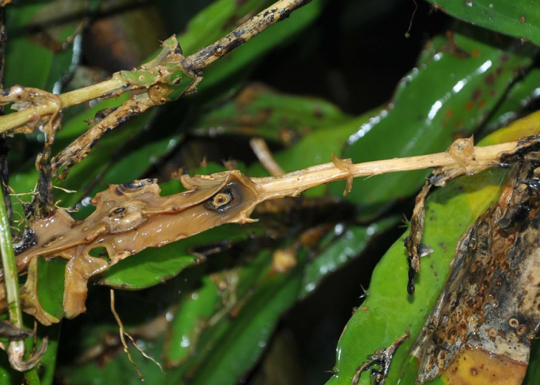 火龙果顶端黄褐色腐烂,火龙果发黄掉果怎么回事