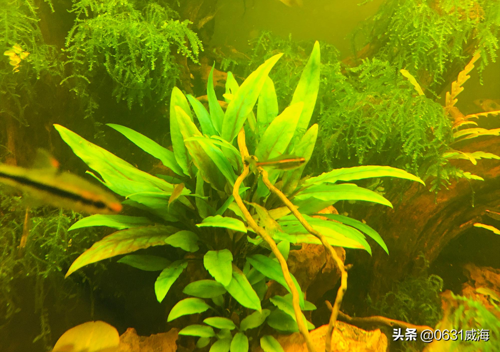 养鱼必备鱼粮推荐大全图,鱼粮养鱼专用